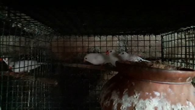 Finches Java @ Bodri setup visit|| Babu bhi ka birds setup visit2021||S N birds lovers || смотреть онлайн