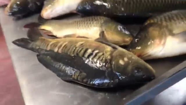 Рыбалка. Савельево-2. Карп. смотреть онлайн