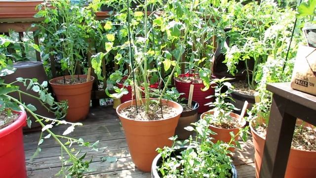 How to Manage Leaf Spot/Fungus & Prevent Blossom End Rot on Tomato Plants (Calcium Nitrate) смотреть онлайн