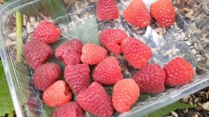 Итальянский сорт ремонтантной малины. Очень крупная ягода. Одни положительные характеристики.