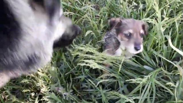 Страшный друг. смотреть онлайн