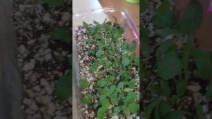 Черенкование Вероники колосистой