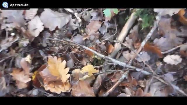 Cueillette de Craterelles ' Trompettes de la mort смотреть онлайн