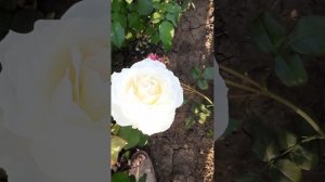 Роза Принцесса Миюки - Питомник Гарант