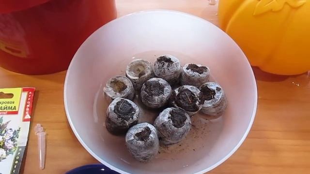 Посев эустомы Август 2018 смотреть онлайн