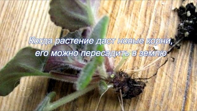 Как омолодить фиалку ? смотреть онлайн
