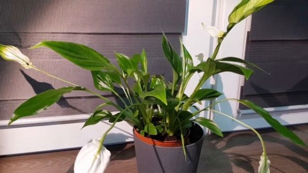 Just spathiphyllum / только спатифиллум / timelapse