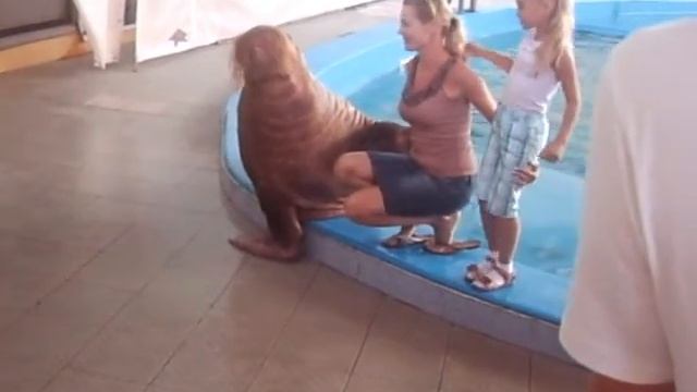 Удивительные животные... морж смотреть онлайн