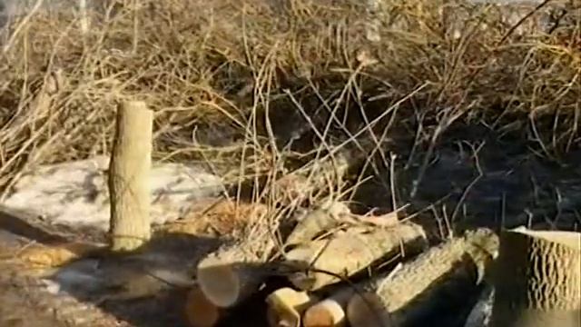 Спилили деревья смотреть онлайн