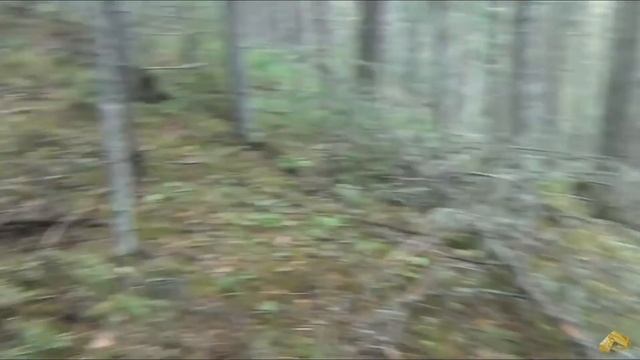 Медведь Атака медведя Выживание в лесу Охота Рыбалка Тайга Сибирь Ночевка В поход туризм смотреть онлайн