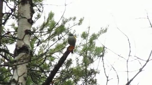 Синехвостки. смотреть онлайн