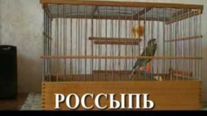Канарейка