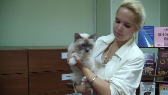 Выставки кошек в формате online - это выставки кошек 21 века! смотреть онлайн