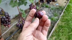 ??Виноград НИЗИНА, стоит садить или нет / Треск винограда Низина