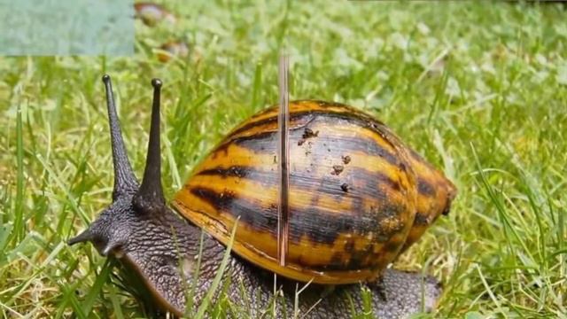 Бизнес идея  разведение улиток ахатины