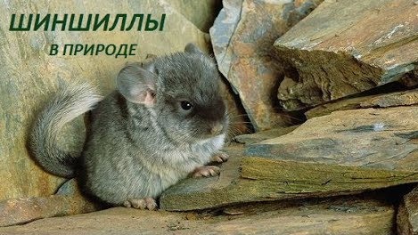 Где живут ШИНШИЛЛЫ? ШИНШИЛЛЫ в дикой природе. смотреть онлайн