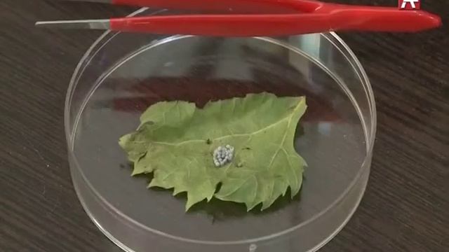 БЕЛАЯ АМЕРИКАНСКАЯ БАБОЧКА РУС 09 07 19 смотреть онлайн