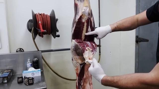 How to Butcher an Elk | Complete Breakdown of all of the Elk Meat | By The Bearded Butchers смотреть онлайн