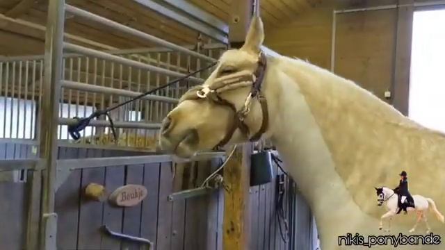 Лошадь научилась снимать недоуздок через затылок. смотреть онлайн