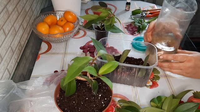 Эсхинантус : размножение растения листом, черенком. Эсхинантус Прекрасный. Эксперимент.