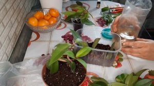 Эсхинантус : размножение растения листом, черенком. Эсхинантус Прекрасный. Эксперимент.