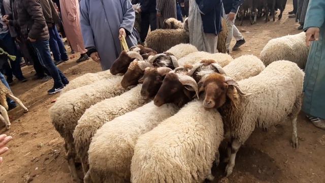 تاوجطات سوق الخميس 04/03/2021 البيع كاين و الكسابة فرحانين الحمد لله смотреть онлайн