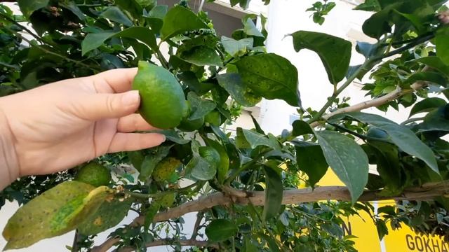 ГЛАВНОЕ НЕ ЗАБЫТЬ ВЫПИТЬ ТАБЛЕТКУ смотреть онлайн