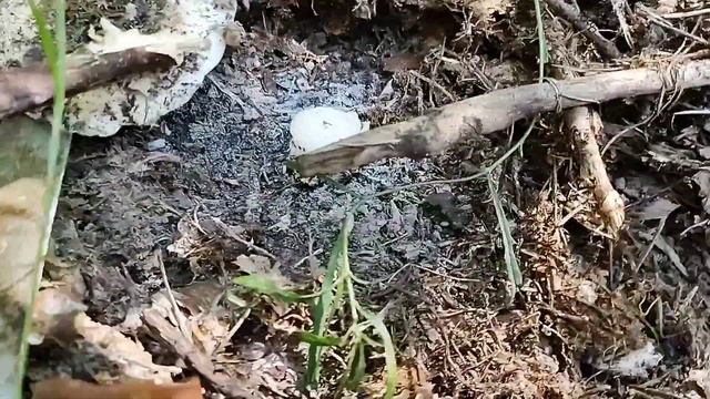 В лес за грибами на засолку. Грузди. Осень 2021 смотреть онлайн