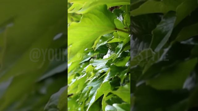 English Ivy Nature's Air Purifier and Serenity Enhancer for Healthy Living Spaces смотреть онлайн