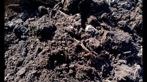 Поиск монет  на распашке, металлоискатель Кощеем х45