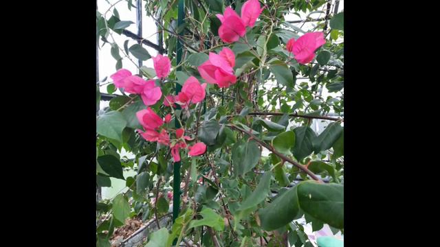 Древовидные и кустарники ,соседняя оранжерея. смотреть онлайн