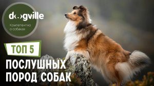 ТОП 5 ПОСЛУШНЫХ пород собак – Часть 2