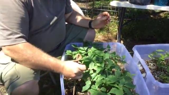Paw paw tree permaculture making money смотреть онлайн