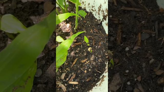 Growing Ginger in Buckets #gardening #growing #ginger #containergardening смотреть онлайн