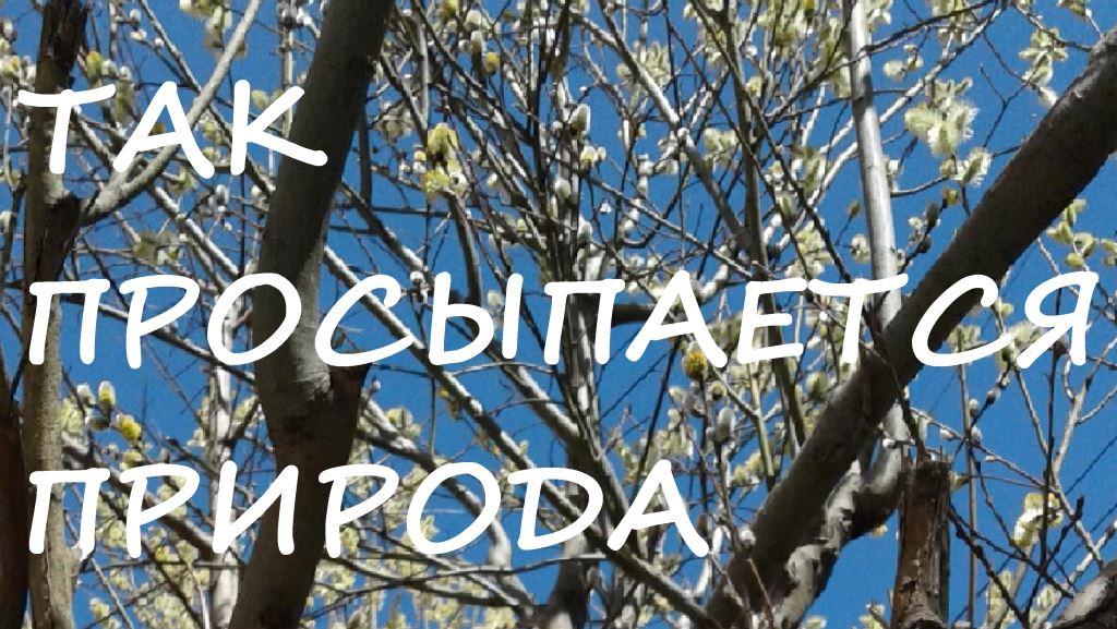 ТАК ПРОСЫПАЕТСЯ ПРИРОДА   dud
