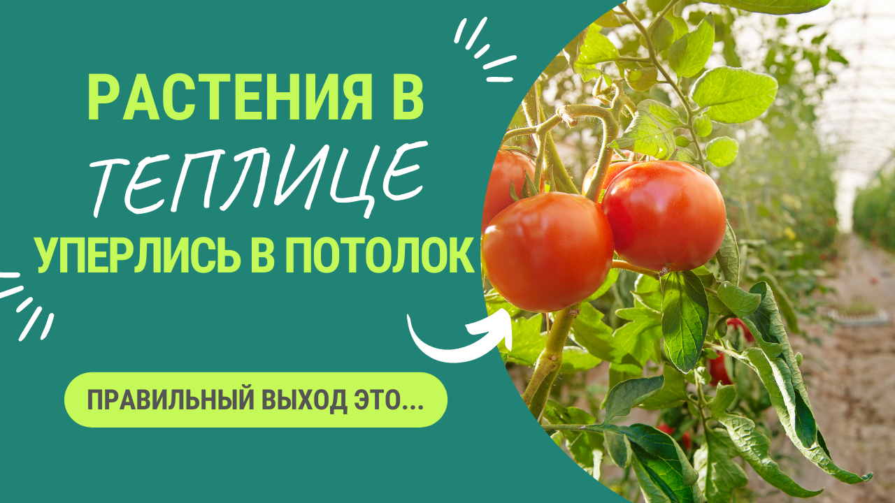 ЕСЛИ РАСТЕНИЯ В ТЕПЛИЦЕ УПЕРЛИСЬ В ПОТОЛОК НУЖНО… смотреть онлайн