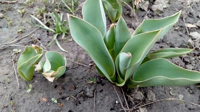 Как пробуждается природа. Розы и можжевельник с туей укоренение.ОБЗОР УКОРЕНЁННЫХ РАСТЕНИЙ. смотреть онлайн