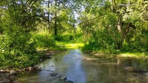 звуки леса, природы,птиц релакс звуки для сна уснете    за 10 минут