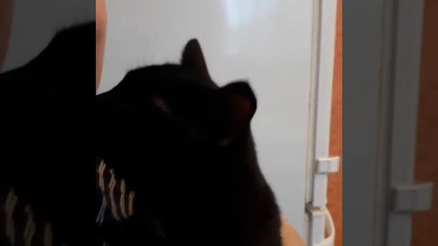 Кот который любит целоваться, и очень скучает. смотреть онлайн