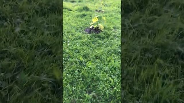 Павловния войлочная в Ленинградской области. смотреть онлайн