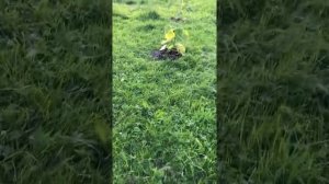 Павловния войлочная в Ленинградской области.