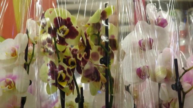 Орхидеи в Ома 3.10.2020г.В "Соседях"-пусто!!!!!Тоска! смотреть онлайн