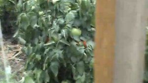 Ранние томаты для пленочной  теплицы: Томск, Полбиг и Торбей (Бейо)