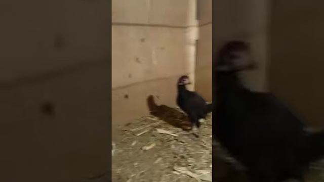 Последние цыплята этого сезона 25 августа -2 сентября. О шамо, Ко шамо смотреть онлайн