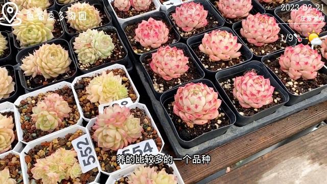 好久不见，开春了，多肉开始露养啦，我也开始更新视频了｜多肉养护 смотреть онлайн