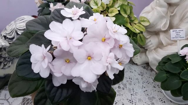 фиалка Н-Ариель. Магазин фиалок в Одессе. смотреть онлайн