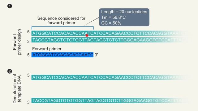How to design Forward and Reverse Primers смотреть онлайн