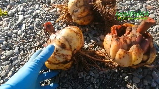 Посадка луковичных осенью. Тюльпаны, лилии, гиацинт, крокусы, озимый лук, чеснок смотреть онлайн