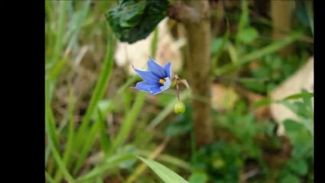 SISYRINCHIUM