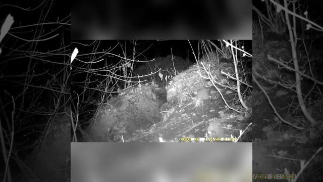 Барсучий город. Барсуки и шакалы.